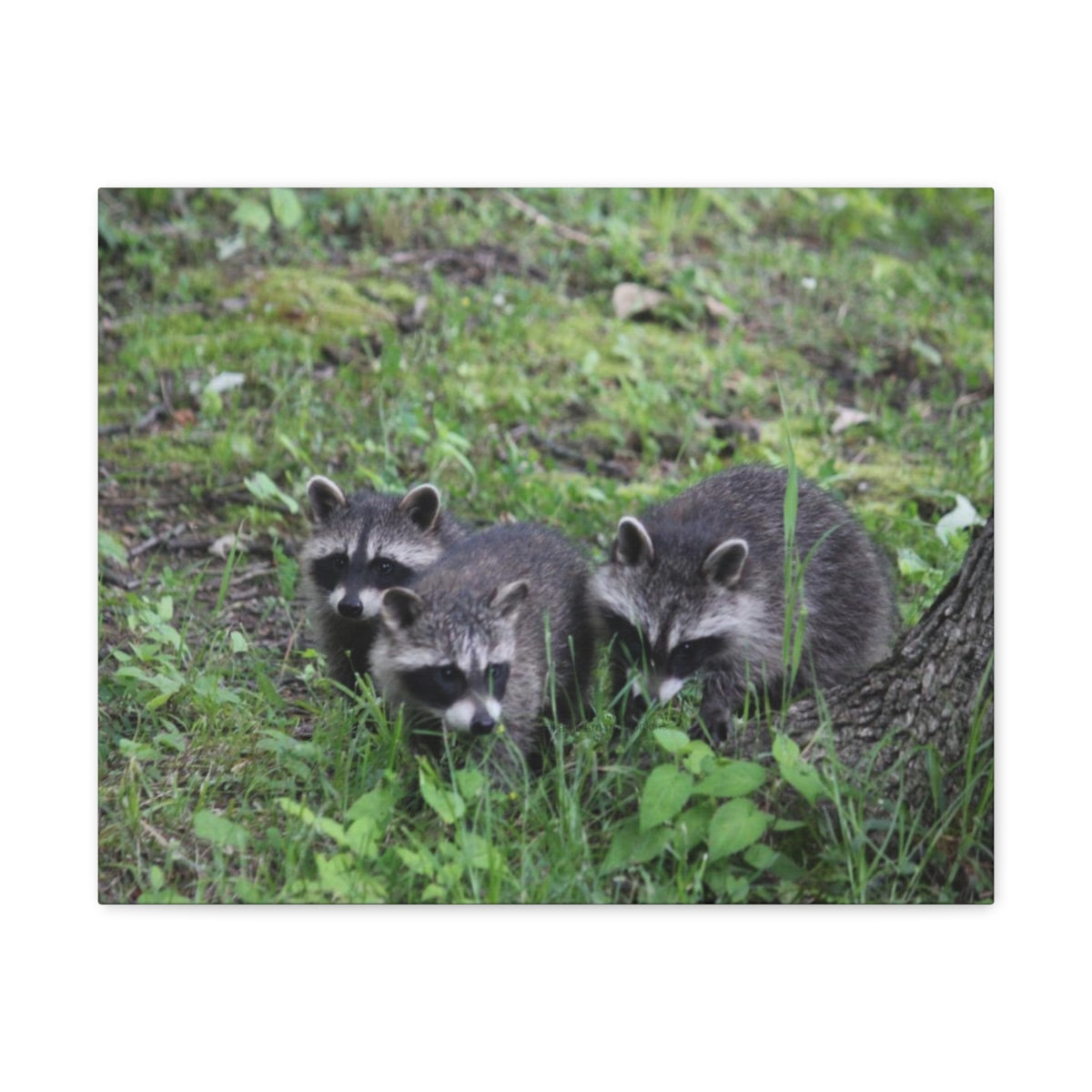 The Little Trio Canvas - Raccoon Paradise