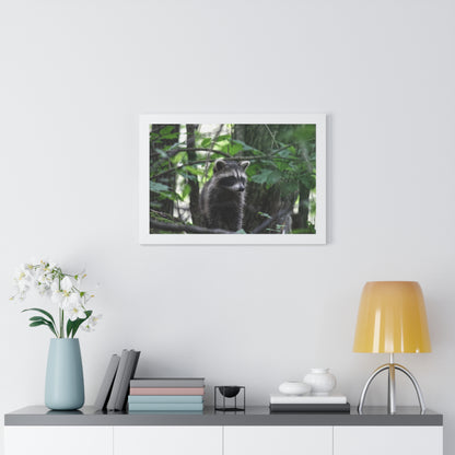 The Observing Raccoon Framed Poster - Raccoon Paradise
