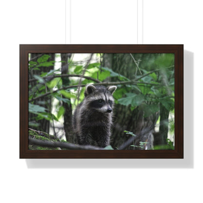 The Observing Raccoon Framed Poster - Raccoon Paradise
